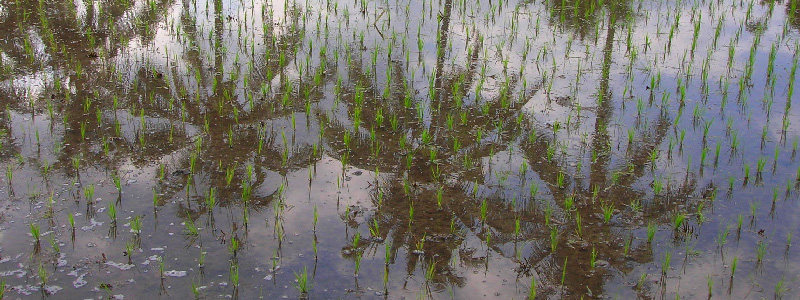 Coconut palms reflected on a recently planted rice field