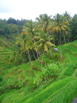 Rice Fields in Bali's hinterland